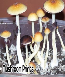 Oak ridge mushroom