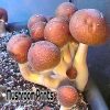puerto rican mushroom