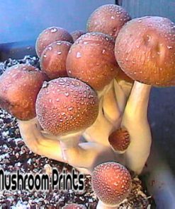 puerto rican mushroom