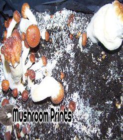 red boy mushroom