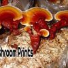 Reishi mushroom culture