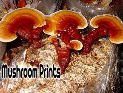 Reishi mushroom culture
