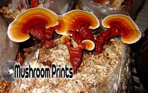 Reishi mushroom culture