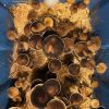 Thai lipa yai cubensis