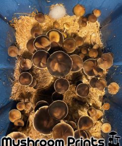 Thai lipa yai cubensis