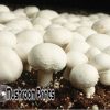 white button mushroom culture