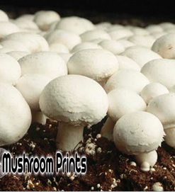 white button mushroom culture