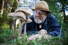 wild-mushrooms