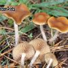 Cyanescens