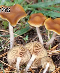 Cyanescens