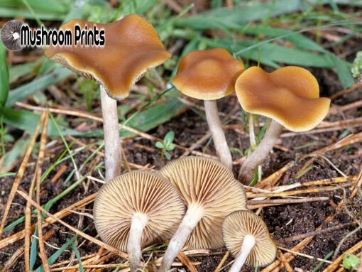 Cyanescens