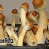 Penis envy mushroom