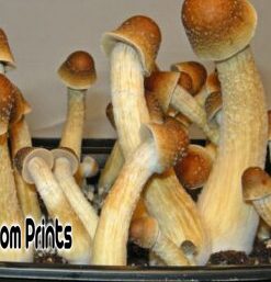 Penis envy mushroom