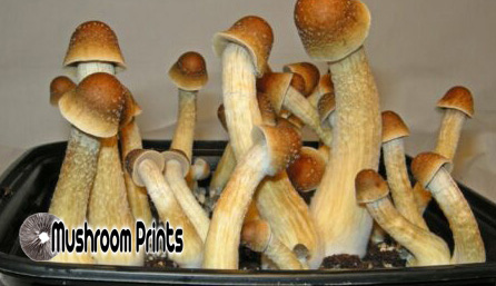 Penis envy mushroom
