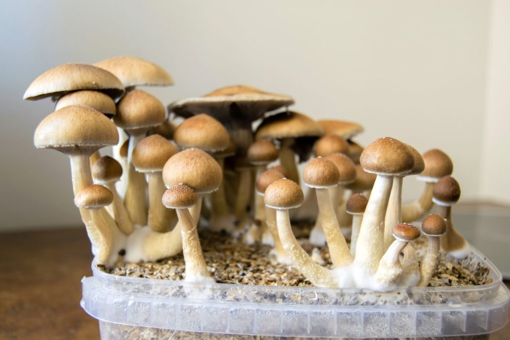 Magic mushroom grow kits