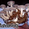 Shiitake mushroom culture