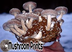 Shiitake mushroom culture