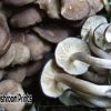 fried chicken mushroom