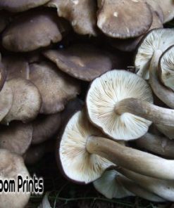 fried chicken mushroom