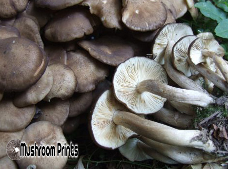 fried chicken mushroom