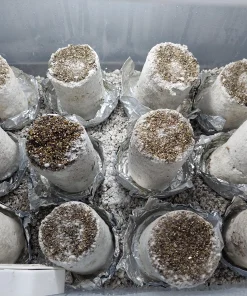 Fruiting chamber with pf-tek.