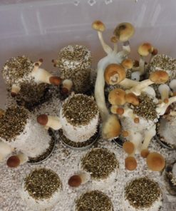 Fruiting PF- tek Cubeneis