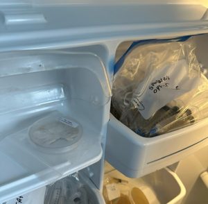 How to store mushroom spores