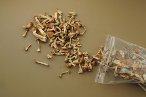 Drying mushrooms