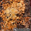 PES Hawaiian cubensis