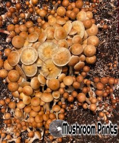 PES Hawaiian cubensis