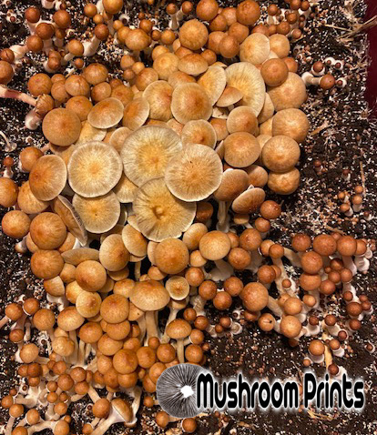 PES Hawaiian cubensis