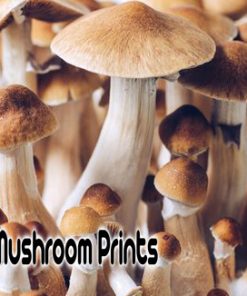 Tidal Wave Cubensis