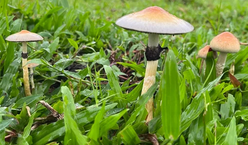 Shroom Spores in OZ