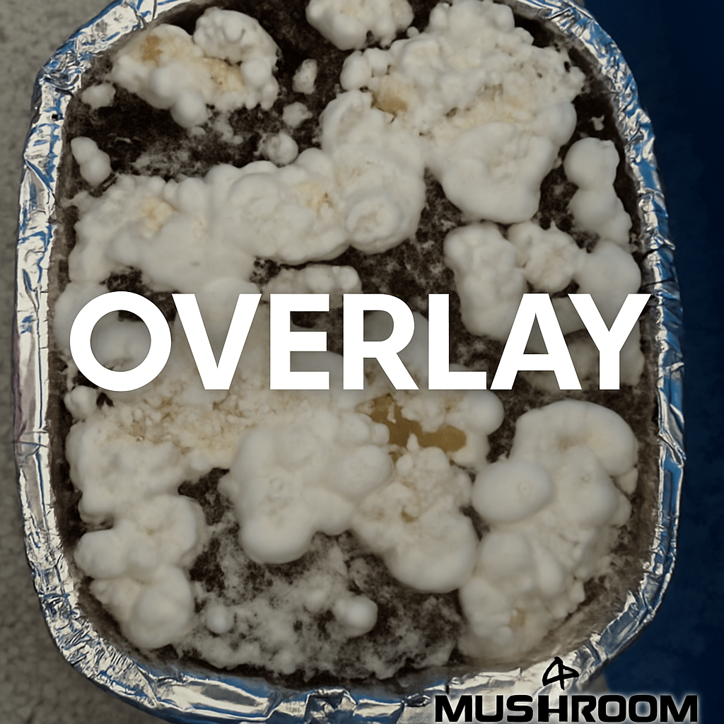 Mycelium overlay: Overlay in mushroom substrate.