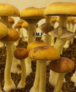 Jedi mind fuck mushroom