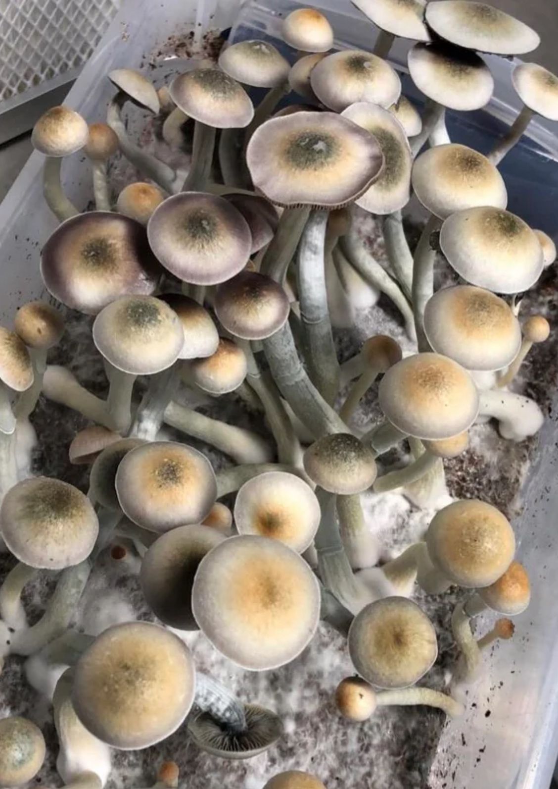 Psilocybe Natalensis Spores