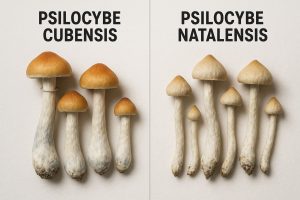 Psilocybe natalensis vs cubensis